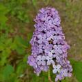 Syringa vulgaris 'Prince Wolkonsky', Syringa vulgaris