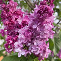 Edelflieder (Syringa) Belle de Nancy