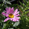 Tanacetum cocc. 'Robinsons Rosa'
