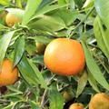 Reife Fr�chte am Baum