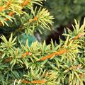 Goldgelbe S�uleneibe 'Fastigiata Goldstar'