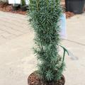 S�uleneibe 'Fastigiata Sibirica'