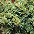 Zwergeibe 'Fips'