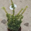 Aufrechte Goldeibe 'Golden Crown'