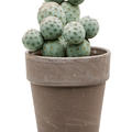 Tephrocactus geometricus, Verzweigt, im 17cm Topf, H�he 45cm, Breite 30cm