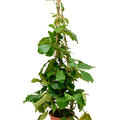 Tetrastigma voinierianum, Pyramide, im 27cm Topf, H�he 150cm, Breite 70cm