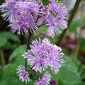 Christophskrautbl�ttrige Wiesenraute 'Perfume Star�