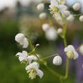 Thalictrum delavayi 'Splendid White' (S)