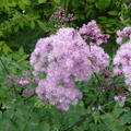 Thalictrum aquilegifolium, Akeleibl�ttrige Amstelraute