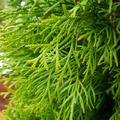 Thuja occidentalis Smaragd