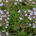 Thymus herba-barona var citriodora