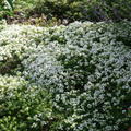 Thymus serpyllum 'Albus'