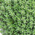 Thymus vulgaris Fredo, Thymian, Gew�rzthymian