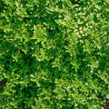 Zitronenthymian LemonGreen, 1,3L-Topf