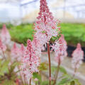 Tiarella laciniata 'Angel Wings', zipfelbl�ttrige Schaumbl�te