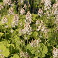 Tiarella cordifolia