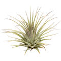 Tillandsia ionatha green 20/box, Airplant, H�he 8cm