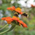 Tithonie (Mexikanische Sonnenblume) (einj�hrig), Tithonia rotundifolia