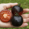 Tomatenspeziali�t Indigo Rose