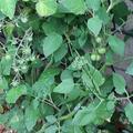 Tomate, Peruanische Wildtomate, Solanum lycopersicum
