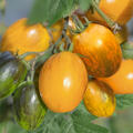 OpenSky, Stabtomate, Amberone, Tomate, neu