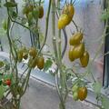 Tomaten 'Artisan Green Tiger', Solanum lycopersicum