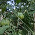 Tomaten 'Ochsenherz �sterreicher', Solanum Iycopersicum