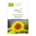 Sonnenblume, Italienische Sonne
