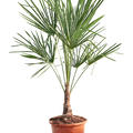 Trachycarpus fortunei (120-140), Stamm (20-30), im 33cm Topf, H�he 130cm, Breite 75cm