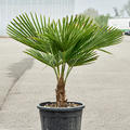 Trachycarpus fortunei (90-120), Stamm (10-20), im 33cm Topf, H�he 105cm, Breite 80cm