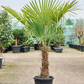 Trachycarpus fortunei, Stamm (30-40), im 33cm Topf, H�he 160cm, Breite 90cm