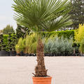 Trachycarpus fortunei, Stamm (50-60), im 40cm Topf, H�he 165cm, Breite 100cm