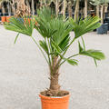 Trachycarpus wagnerianus, Stamm (30-40), im 32cm Topf, H�he 130cm, Breite 80cm