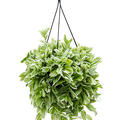 Tradescantia albiflora 'Albovittata', Ampel, im 16cm Topf, H�he 40cm, Breite 35cm