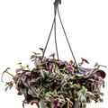 Tradescantia zebrina 'Purpurea', Ampel, im 20cm Topf, H�he 30cm, Breite 35cm