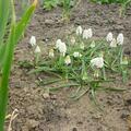 Traubenhyazinthe 'White Magic', Muscari aucheri 'White Magic'