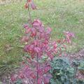 Traubenkirsche, Prunus padus