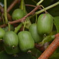 reife Traubenkiwi 