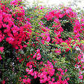 Ein Busch ''Excelsa' in �ppiger hellroter Bl�te