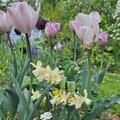 Triandrus Narzisse 'Moonlight Sensation', Narcissus 'Moonlight Sensation'