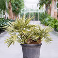 Trithrinax campestris, Stamm 2pp, im 30cm Topf, H�he 65cm, Breite 65cm