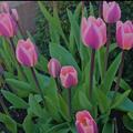 Triumph Tulpe 'Librije', Tulipa 'Librije'