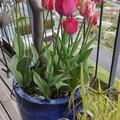 Triumph Tulpen Mischung 'Spryng Break Mix'�, Tulipa 'Spryng Break Mix'�