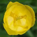 Gelbe Bl�te