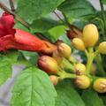  Bl�te der Trompetenblume