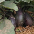 Aubergine Rezeina (Tschechische Fr�he) BIO
