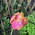 Tulpe, Tulipa 'Amazing Parrot', Papageien Tulpe 'Amazing Parrot', Blumenzwiebeln