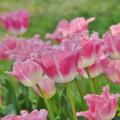 Tulpe 'Fancy Frills'
