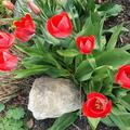 Tulpen in voller Bl�te, Fosteriana Tulpe 'Red Alert', Blumenzwiebel