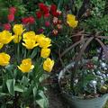 Einfache fr�he Tulpe 'Sunny Prince', Tulipa